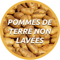 Pommes de terre non lavées