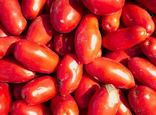 Tomaten