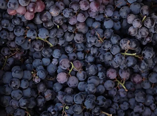 Weinproduktion